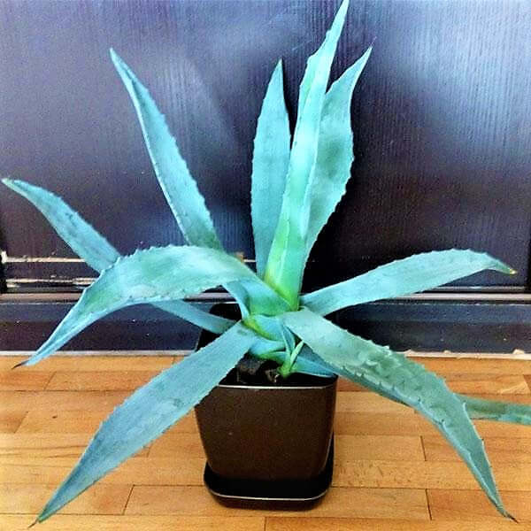 Agave americana , Century Plant - www.FOP.ae Buy online Best and Healthy Plants and quality products guarantee in Dubai Plants Shop in Dubai Abu Dhabi all over UAE Plants near me Fresh Plants in Dubai where to buy plants in UAE - FOP.ae