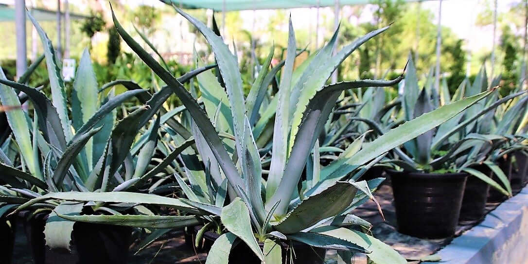 Agave americana , Century Plant - www.FOP.ae Buy online Best and Healthy Plants and quality products guarantee in Dubai Plants Shop in Dubai Abu Dhabi all over UAE Plants near me Fresh Plants in Dubai where to buy plants in UAE - FOP.ae