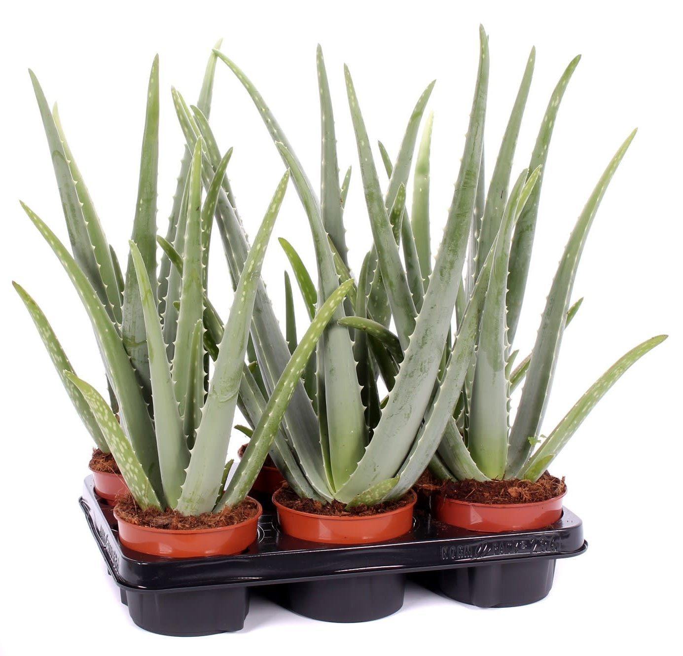Aloe Vera, Medicina Aloe, Indoor - www.FOP.ae Buy online Best and Healthy Plants and quality products guarantee in Dubai Plants Shop in Dubai Abu Dhabi all over UAE Plants near me Fresh Plants in Dubai where to buy plants in UAE - FOP.ae