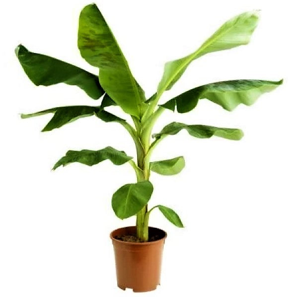 Musa paradisiaca, Banana Tree - www.FOP.ae Buy online Best and Healthy Plants and quality products guarantee in Dubai Plants Shop in Dubai Abu Dhabi all over UAE Plants near me Fresh Plants in Dubai where to buy plants in UAE - FOP.ae