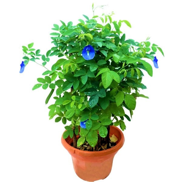 Clitoria ternatea, Butterfly Pea - www.FOP.ae Buy online Best and Healthy Plants and quality products guarantee in Dubai Plants Shop in Dubai Abu Dhabi all over UAE Plants near me Fresh Plants in Dubai where to buy plants in UAE - FOP.ae