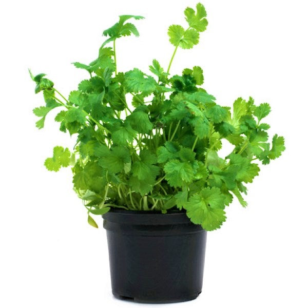 Coriander Plant, Chinese Parsley, Dhania - www.FOP.ae Buy online Best and Healthy Plants and quality products guarantee in Dubai Plants Shop in Dubai Abu Dhabi all over UAE Plants near me Fresh Plants in Dubai where to buy plants in UAE - FOP.ae