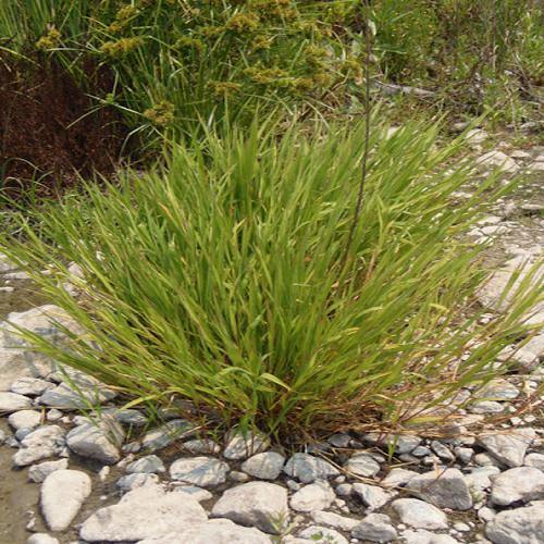 Phragmites Australis, Common Reed - www.FOP.ae Buy online Best and Healthy Plants and quality products guarantee in Dubai Plants Shop in Dubai Abu Dhabi all over UAE Plants near me Fresh Plants in Dubai where to buy plants in UAE - FOP.ae