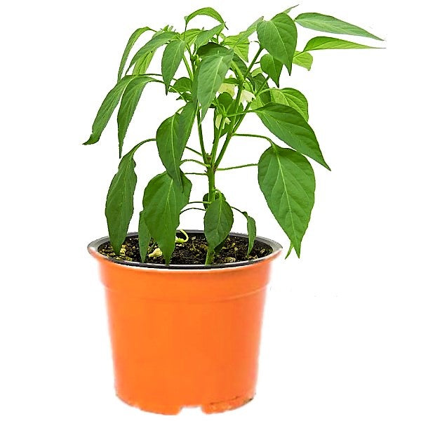Hot Chili Plant - www.FOP.ae Buy online Best and Healthy Plants and quality products guarantee in Dubai Plants Shop in Dubai Abu Dhabi all over UAE Plants near me Fresh Plants in Dubai where to buy plants in UAE - FOP.ae