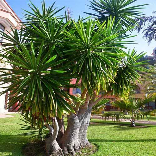 Yucca Elephantipes, Spineless Yucca, Giant Yucca - www.FOP.ae Buy online Best and Healthy Plants and quality products guarantee in Dubai Plants Shop in Dubai Abu Dhabi all over UAE Plants near me Fresh Plants in Dubai where to buy plants in UAE - FOP.ae