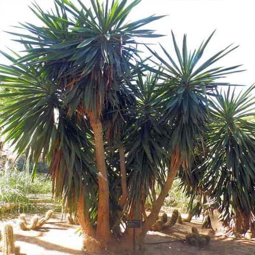 Yucca Elephantipes, Spineless Yucca, Giant Yucca - www.FOP.ae Buy online Best and Healthy Plants and quality products guarantee in Dubai Plants Shop in Dubai Abu Dhabi all over UAE Plants near me Fresh Plants in Dubai where to buy plants in UAE - FOP.ae