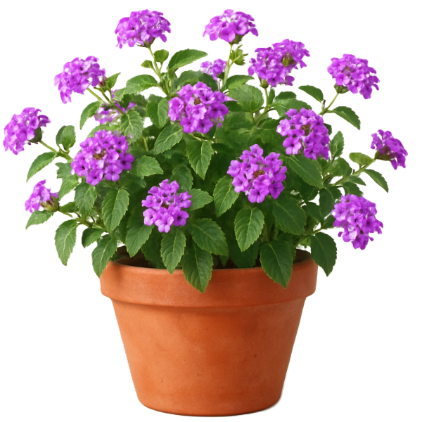 Lantana Montevidensis Purple, Trailing lantana