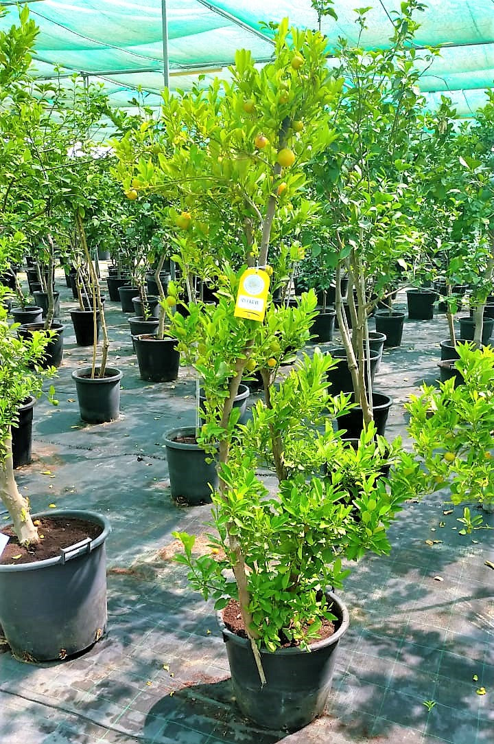Lemon Tree, Citrus Lemon - www.FOP.ae Buy online Best and Healthy Plants and quality products guarantee in Dubai Plants Shop in Dubai Abu Dhabi all over UAE Plants near me Fresh Plants in Dubai where to buy plants in UAE - FOP.ae