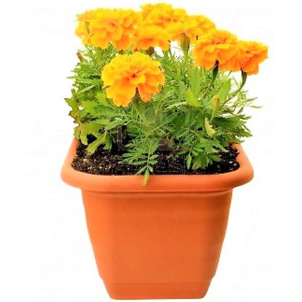 Marigold (small) - www.FOP.ae Buy online Best and Healthy Plants and quality products guarantee in Dubai Plants Shop in Dubai Abu Dhabi all over UAE Plants near me Fresh Plants in Dubai where to buy plants in UAE - FOP.ae