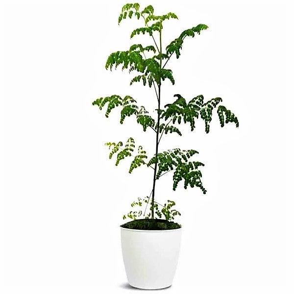 Moringa Oleifera, Drum Stick - www.FOP.ae Buy online Best and Healthy Plants and quality products guarantee in Dubai Plants Shop in Dubai Abu Dhabi all over UAE Plants near me Fresh Plants in Dubai where to buy plants in UAE - FOP.ae