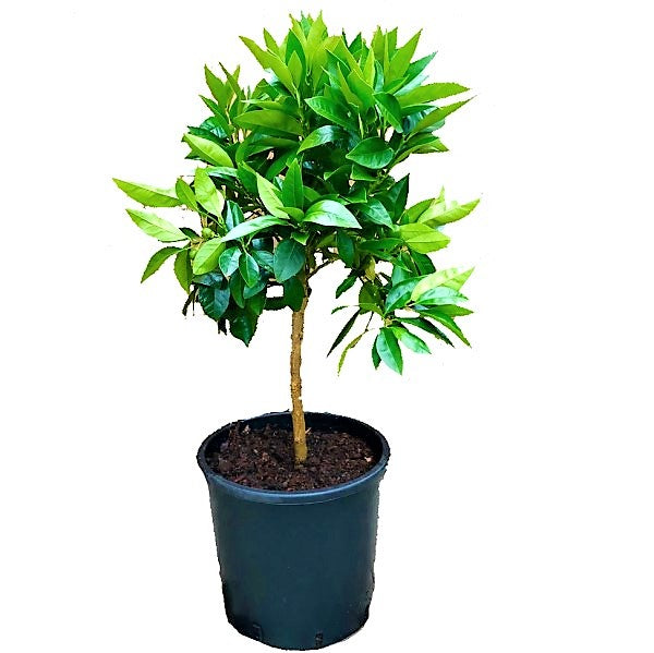 Citrus sinensis Moro, Blood Orange Tree - www.FOP.ae Buy online Best and Healthy Plants and quality products guarantee in Dubai Plants Shop in Dubai Abu Dhabi all over UAE Plants near me Fresh Plants in Dubai where to buy plants in UAE - FOP.ae