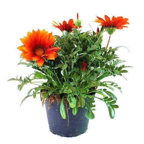 Gazania Flowering Plants - www.FOP.ae Buy online Best and Healthy Plants and quality products guarantee in Dubai Plants Shop in Dubai Abu Dhabi all over UAE Plants near me Fresh Plants in Dubai where to buy plants in UAE - FOP.ae