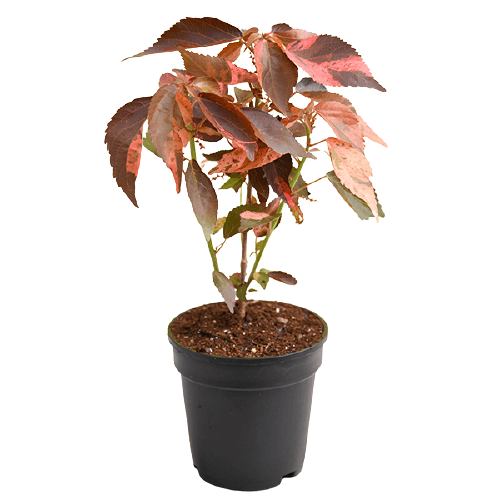 Acalypha wilkesiana, Copper Leaf - www.FOP.ae Buy online Best and Healthy Plants and quality products guarantee in Dubai Plants Shop in Dubai Abu Dhabi all over UAE Plants near me Fresh Plants in Dubai where to buy plants in UAE - FOP.ae