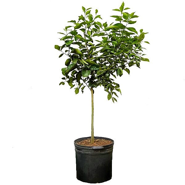 Citrus orange, Orange Tree - www.FOP.ae Buy online Best and Healthy Plants and quality products guarantee in Dubai Plants Shop in Dubai Abu Dhabi all over UAE Plants near me Fresh Plants in Dubai where to buy plants in UAE - FOP.ae