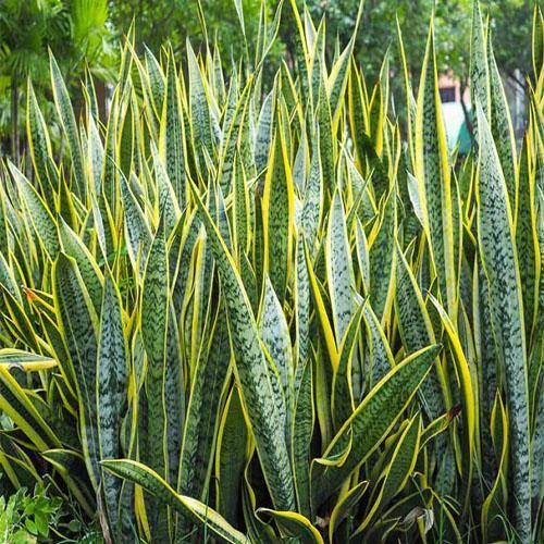 Sansevieria Trifasciata, Snake Plant, Outdoor - www.FOP.ae Buy online Best and Healthy Plants and quality products guarantee in Dubai Plants Shop in Dubai Abu Dhabi all over UAE Plants near me Fresh Plants in Dubai where to buy plants in UAE - FOP.ae