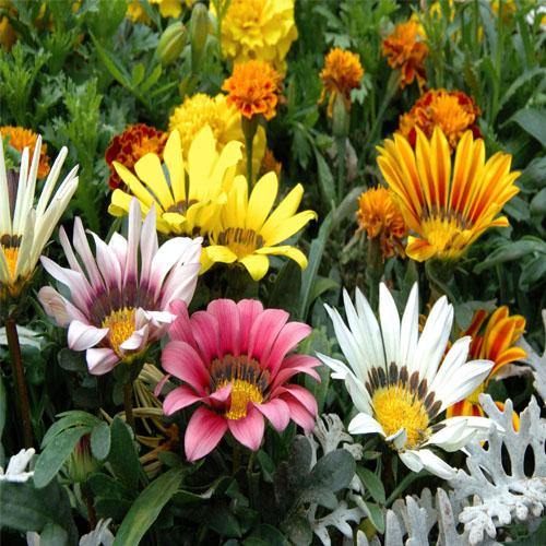 Gazania Flowering Plants - www.FOP.ae Buy online Best and Healthy Plants and quality products guarantee in Dubai Plants Shop in Dubai Abu Dhabi all over UAE Plants near me Fresh Plants in Dubai where to buy plants in UAE - FOP.ae