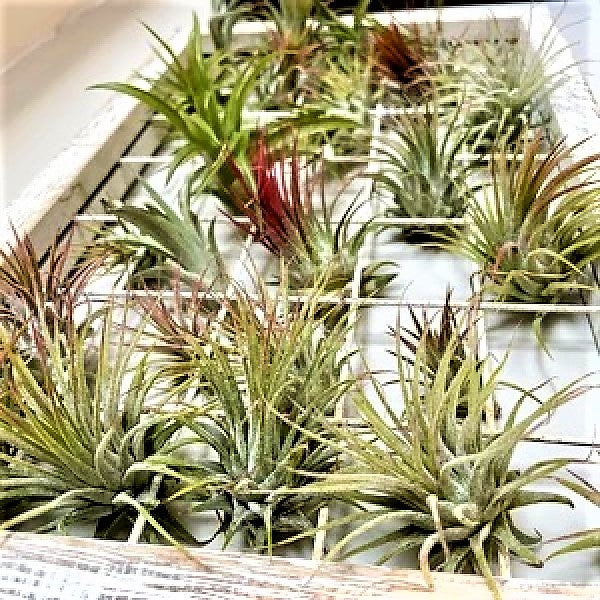 Air Plants Assorted Mix - www.FOP.ae Buy online Best and Healthy Plants and quality products guarantee in Dubai Plants Shop in Dubai Abu Dhabi all over UAE Plants near me Fresh Plants in Dubai where to buy plants in UAE - FOP.ae