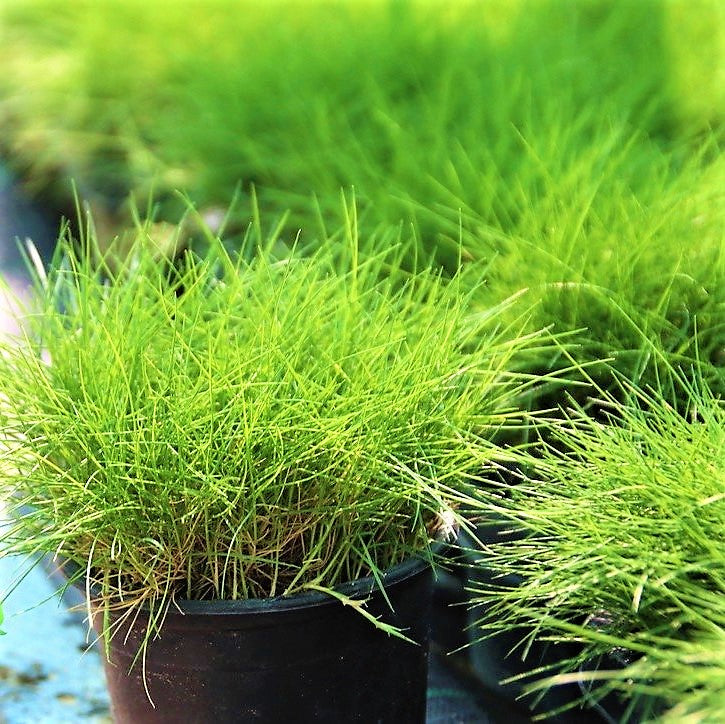 Zoysia Japonica, Korean Lawn Grass - www.FOP.ae Buy online Best and Healthy Plants and quality products guarantee in Dubai Plants Shop in Dubai Abu Dhabi all over UAE Plants near me Fresh Plants in Dubai where to buy plants in UAE - FOP.ae