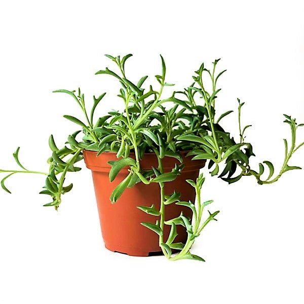 String of Dolphins , Senecio Peregrinus - www.FOP.ae Buy online Best and Healthy Plants and quality products guarantee in Dubai Plants Shop in Dubai Abu Dhabi all over UAE Plants near me Fresh Plants in Dubai where to buy plants in UAE - FOP.ae