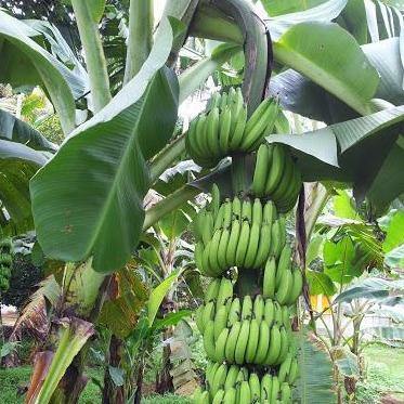 Musa paradisiaca, Banana Tree - www.FOP.ae Buy online Best and Healthy Plants and quality products guarantee in Dubai Plants Shop in Dubai Abu Dhabi all over UAE Plants near me Fresh Plants in Dubai where to buy plants in UAE - FOP.ae