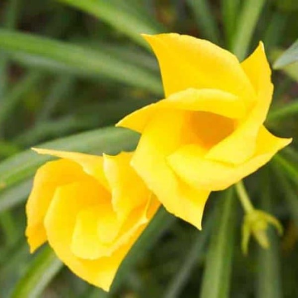 Thevetia Peruviana, Cascabela Thevetia - www.FOP.ae Buy online Best and Healthy Plants and quality products guarantee in Dubai Plants Shop in Dubai Abu Dhabi all over UAE Plants near me Fresh Plants in Dubai where to buy plants in UAE - FOP.ae