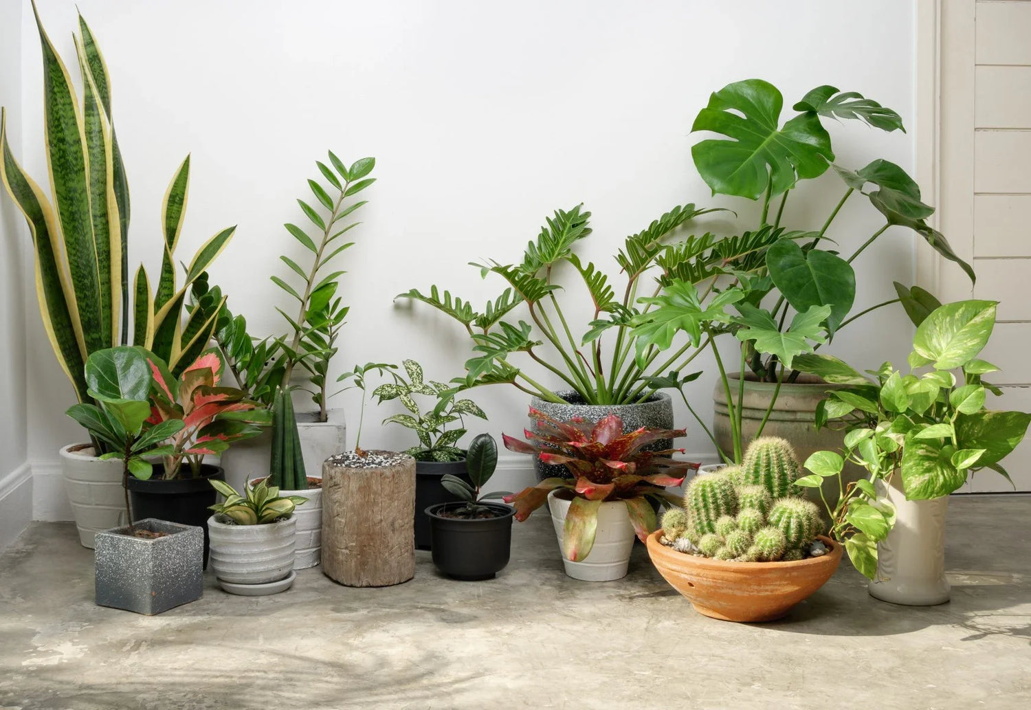 Outdoor Plants