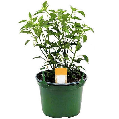 Hot Chili Plant - www.FOP.ae Buy online Best and Healthy Plants and quality products guarantee in Dubai Plants Shop in Dubai Abu Dhabi all over UAE Plants near me Fresh Plants in Dubai where to buy plants in UAE - FOP.ae