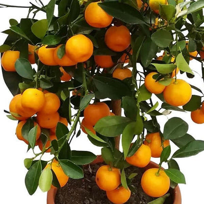 Citrus Microcarpa, Calamansi Citrus - www.FOP.ae Buy online Best and Healthy Plants and quality products guarantee in Dubai Plants Shop in Dubai Abu Dhabi all over UAE Plants near me Fresh Plants in Dubai where to buy plants in UAE - FOP.ae