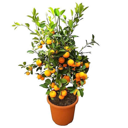 Citrus Microcarpa, Calamansi Citrus - www.FOP.ae Buy online Best and Healthy Plants and quality products guarantee in Dubai Plants Shop in Dubai Abu Dhabi all over UAE Plants near me Fresh Plants in Dubai where to buy plants in UAE - FOP.ae