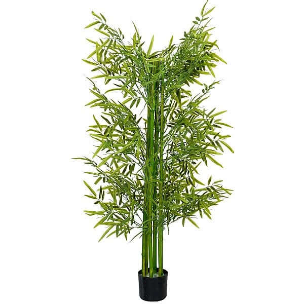 Bambus Green, Tropical Bamboo - www.FOP.ae Buy online Best and Healthy Plants and quality products guarantee in Dubai Plants Shop in Dubai Abu Dhabi all over UAE Plants near me Fresh Plants in Dubai where to buy plants in UAE - FOP.ae