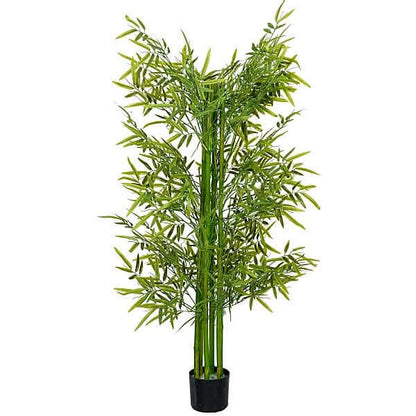 Bambus Green, Tropical Bamboo - www.FOP.ae Buy online Best and Healthy Plants and quality products guarantee in Dubai Plants Shop in Dubai Abu Dhabi all over UAE Plants near me Fresh Plants in Dubai where to buy plants in UAE - FOP.ae