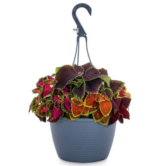 Coleus Mix per piece (small) - www.FOP.ae Buy online Best and Healthy Plants and quality products guarantee in Dubai Plants Shop in Dubai Abu Dhabi all over UAE Plants near me Fresh Plants in Dubai where to buy plants in UAE - FOP.ae
