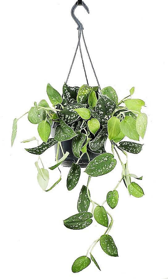 Satin Pothos Hanging - www.FOP.ae Buy online Best and Healthy Plants and quality products guarantee in Dubai Plants Shop in Dubai Abu Dhabi all over UAE Plants near me Fresh Plants in Dubai where to buy plants in UAE - FOP.ae