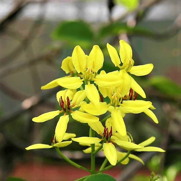 Tristellateia australasiae, Shower of Gold Climber - www.FOP.ae Buy online Best and Healthy Plants and quality products guarantee in Dubai Plants Shop in Dubai Abu Dhabi all over UAE Plants near me Fresh Plants in Dubai where to buy plants in UAE - FOP.ae