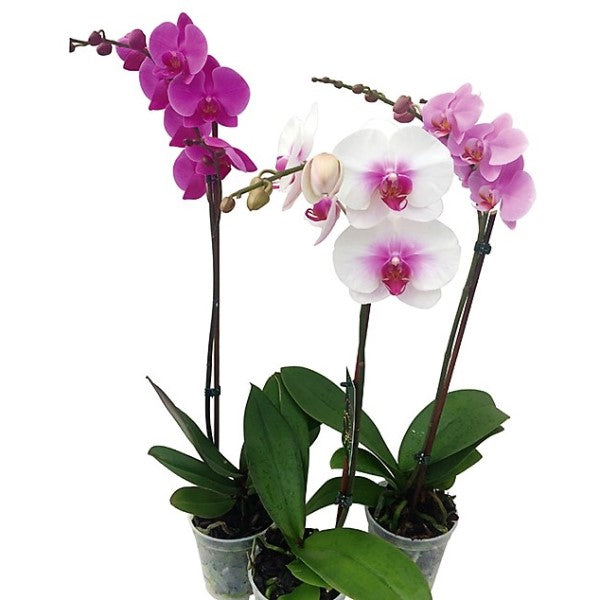 Moth Orchids, Phalaenopsis orchids - www.FOP.ae Buy online Best and Healthy Plants and quality products guarantee in Dubai Plants Shop in Dubai Abu Dhabi all over UAE Plants near me Fresh Plants in Dubai where to buy plants in UAE - FOP.ae