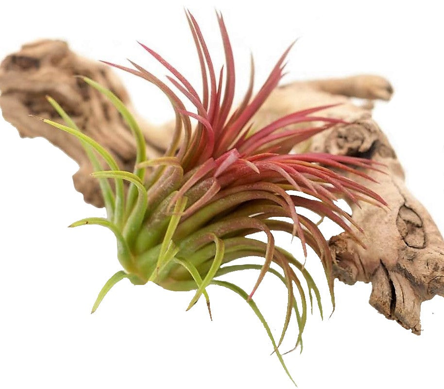 Tillandsia Lonantha Red Clumb - www.FOP.ae Buy online Best and Healthy Plants and quality products guarantee in Dubai Plants Shop in Dubai Abu Dhabi all over UAE Plants near me Fresh Plants in Dubai where to buy plants in UAE - FOP.ae