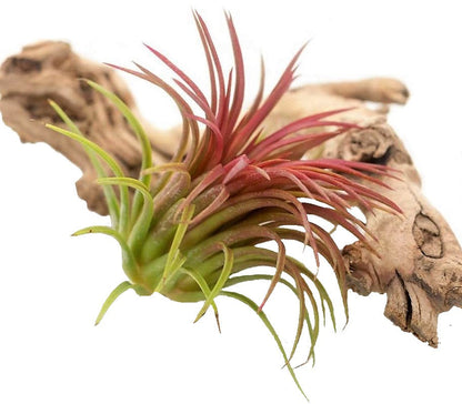Tillandsia Lonantha Red Clumb - www.FOP.ae Buy online Best and Healthy Plants and quality products guarantee in Dubai Plants Shop in Dubai Abu Dhabi all over UAE Plants near me Fresh Plants in Dubai where to buy plants in UAE - FOP.ae