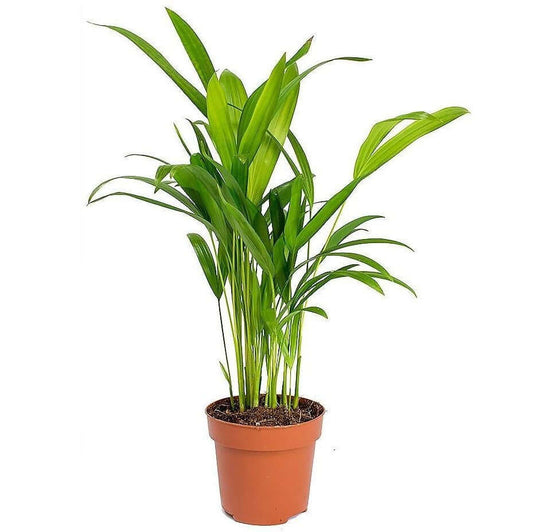 Areca Small, Butterfly Palm , Cane Palm - www.FOP.ae Buy online Best and Healthy Plants and quality products guarantee in Dubai Plants Shop in Dubai Abu Dhabi all over UAE Plants near me Fresh Plants in Dubai where to buy plants in UAE - FOP.ae