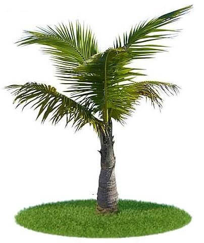 Coconut Palm, Cocos Nucifera - www.FOP.ae Buy online Best and Healthy Plants and quality products guarantee in Dubai Plants Shop in Dubai Abu Dhabi all over UAE Plants near me Fresh Plants in Dubai where to buy plants in UAE - FOP.ae