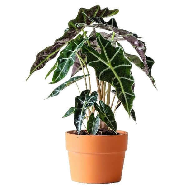 Alocasia Polly ,Elephant Ear, African Shield - www.FOP.ae Buy online Best and Healthy Plants and quality products guarantee in Dubai Plants Shop in Dubai Abu Dhabi all over UAE Plants near me Fresh Plants in Dubai where to buy plants in UAE - FOP.ae