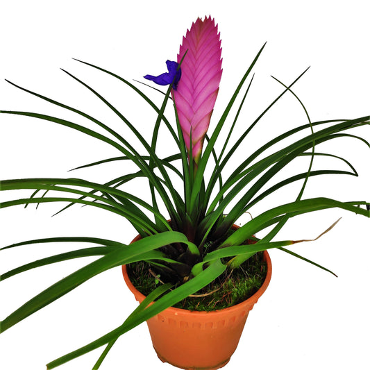 Pink Quill Tillandsia Cyanea - www.FOP.ae Buy online Best and Healthy Plants and quality products guarantee in Dubai Plants Shop in Dubai Abu Dhabi all over UAE Plants near me Fresh Plants in Dubai where to buy plants in UAE - FOP.ae