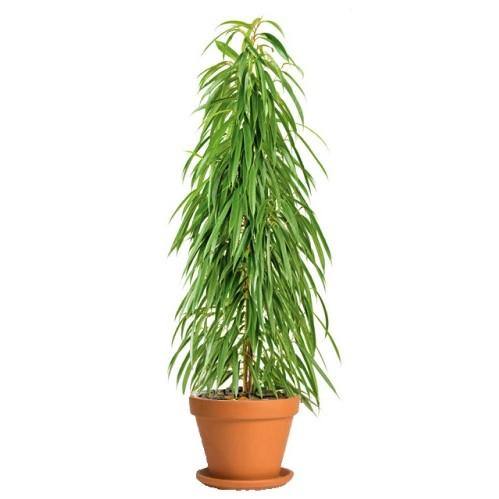 Ficus Amstel Queen - www.FOP.ae Buy online Best and Healthy Plants and quality products guarantee in Dubai Plants Shop in Dubai Abu Dhabi all over UAE Plants near me Fresh Plants in Dubai where to buy plants in UAE - FOP.ae
