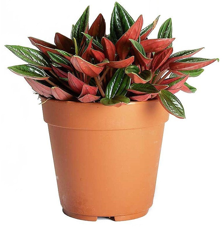 Peperomia Caperata - www.FOP.ae Buy online Best and Healthy Plants and quality products guarantee in Dubai Plants Shop in Dubai Abu Dhabi all over UAE Plants near me Fresh Plants in Dubai where to buy plants in UAE - FOP.ae