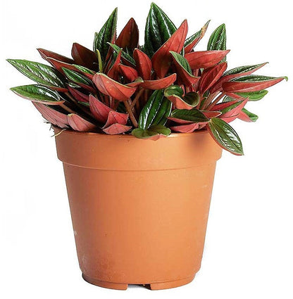 Peperomia Caperata - www.FOP.ae Buy online Best and Healthy Plants and quality products guarantee in Dubai Plants Shop in Dubai Abu Dhabi all over UAE Plants near me Fresh Plants in Dubai where to buy plants in UAE - FOP.ae
