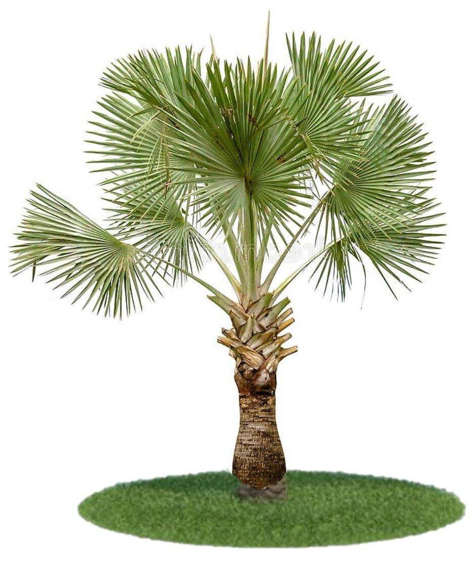 Wax Palm, Copernicia Prunifera - www.FOP.ae Buy online Best and Healthy Plants and quality products guarantee in Dubai Plants Shop in Dubai Abu Dhabi all over UAE Plants near me Fresh Plants in Dubai where to buy plants in UAE - FOP.ae