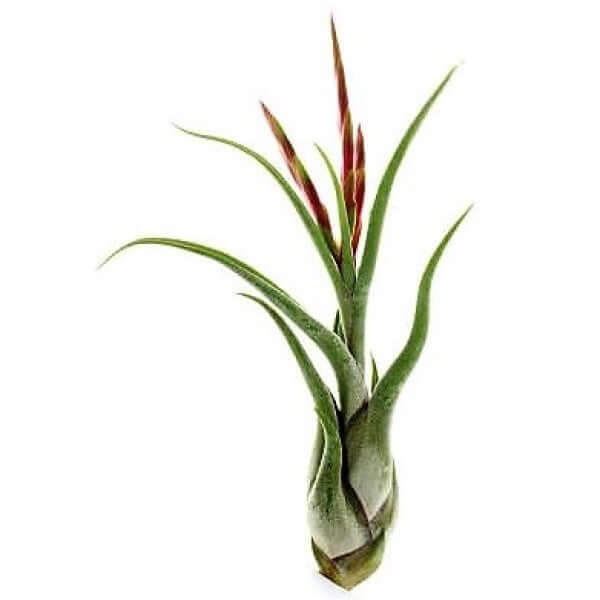 Tillandsia Caput-Medusae - www.FOP.ae Buy online Best and Healthy Plants and quality products guarantee in Dubai Plants Shop in Dubai Abu Dhabi all over UAE Plants near me Fresh Plants in Dubai where to buy plants in UAE - FOP.ae