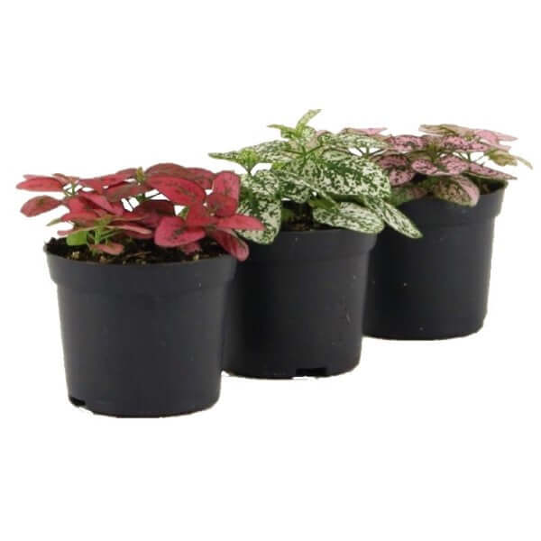 Polka Dot Plant, Hypoestes Phyllostachya indoor - www.FOP.ae Buy online Best and Healthy Plants and quality products guarantee in Dubai Plants Shop in Dubai Abu Dhabi all over UAE Plants near me Fresh Plants in Dubai where to buy plants in UAE - FOP.ae