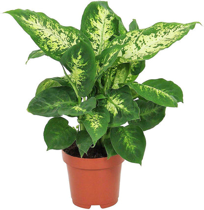 Dieffenbachia, Compacta, Dumb Cane, Leopard Lilly - www.FOP.ae Buy online Best and Healthy Plants and quality products guarantee in Dubai Plants Shop in Dubai Abu Dhabi all over UAE Plants near me Fresh Plants in Dubai where to buy plants in UAE - FOP.ae