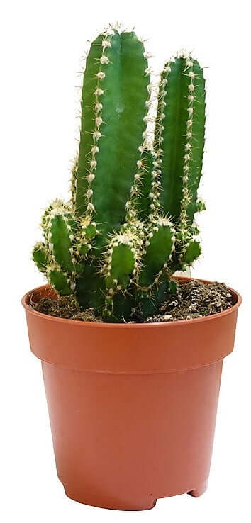 Peruvian Cactus, Cereus Peruvianus - www.FOP.ae Buy online Best and Healthy Plants and quality products guarantee in Dubai Plants Shop in Dubai Abu Dhabi all over UAE Plants near me Fresh Plants in Dubai where to buy plants in UAE - FOP.ae