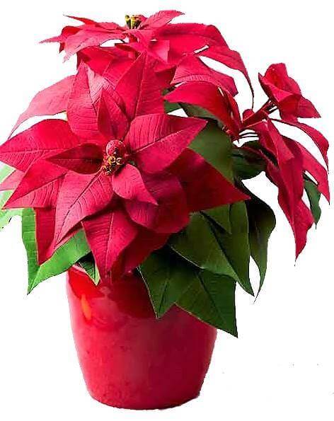 Euphorbia Pulcherrima (Titan Red), Poinsettia - www.FOP.ae Buy online Best and Healthy Plants and quality products guarantee in Dubai Plants Shop in Dubai Abu Dhabi all over UAE Plants near me Fresh Plants in Dubai where to buy plants in UAE - FOP.ae
